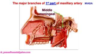 Maxillary artery and pterygoid venous plexus [upl. by Josefina904]