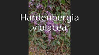 Hardenbergia violacea [upl. by Lindon889]