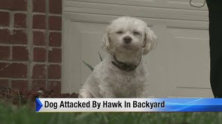 Dog attacked by hawk in back yard [upl. by Zetnas]