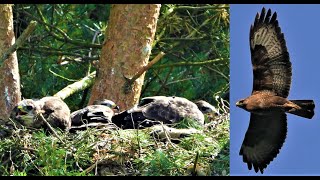 BUZZARD ALARM CALLS 👀 SCREAMING to Chicks 👀 CALLING amp MEWING In Flight [upl. by Vincenta]