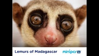 The Lemurs of Madagascar a case study in evolution and conservation [upl. by Lidaa]