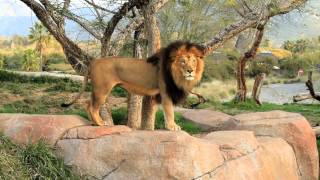 Izu and female Lions Roaring at the San Diego Safari Park [upl. by Aleet]