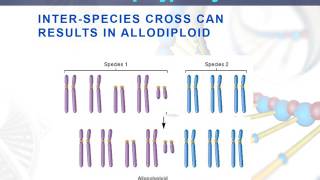 Lesson 93 Allopolyploidy [upl. by Evreh434]