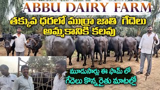 ABBU DAIRY FARM MURRA BUFFALOES For Sale తక్కువ ధరలో ముర్రా జాతి గేదెలు అమ్మకానికి కలవు murrah [upl. by Poyssick]