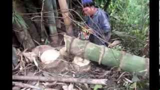 Giant Bamboo Biggest in Thailand 1 [upl. by Yusem]