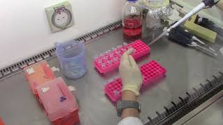 Cytotoxicity Assays Making serial dilutions of chemicals to be tested [upl. by Braden]