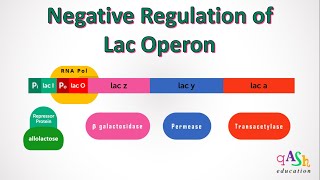 Negative Regulation of Lac operon cAMP  Genetics  Lactose  E coli  glucose  Lac operator [upl. by Aneeh970]