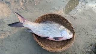 ভোর সকালে মৈনট ঘাট মাছ বাজার  Moinot ghat fish market Kartikpur Dohar [upl. by Chen736]