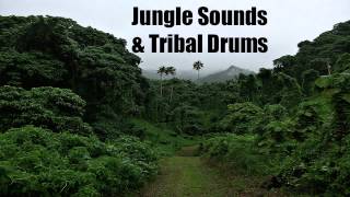 Jungle Sounds amp Tribal Drums  Sleep  Relax  Chill  Meditate [upl. by Kcinemod]