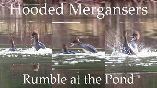 Female Hooded Merganser Squabble [upl. by Lorrimer852]