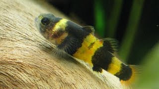 Species Profile  32  The Bumblebee Goby Brachygobius sp [upl. by Noir]