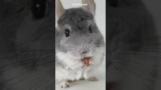 Why Chinchillas Take Dust Baths  Chinchilla Pet shorts [upl. by Strage611]