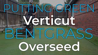 Verticut and Overseed Bentgrass Putting Green [upl. by Leirua]