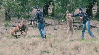 Man Punches a Kangaroo in the Face to Rescue His Dog  Dog rescue [upl. by Ahsiuq344]