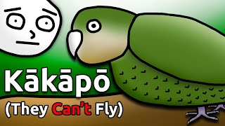 Meet the Kākāpō The Worlds Most Hilarious Bird Species [upl. by Nallac]