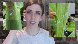 Catasetum update  Natural thrips control and plant update October 2017 [upl. by Naimad]