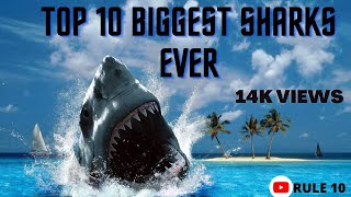 TOP 10 BIGGEST SHARKS EVER CAUGHT ON CAMERA RULE 10 [upl. by Mada]