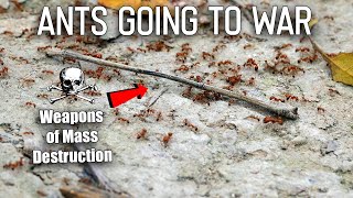 I Filmed Ants Going to War [upl. by Sparks]