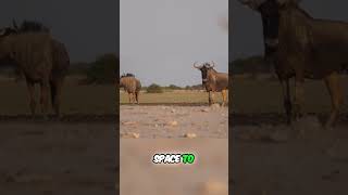 Wildebeests  Guardians of Grasslands on the Move [upl. by Esirahc]