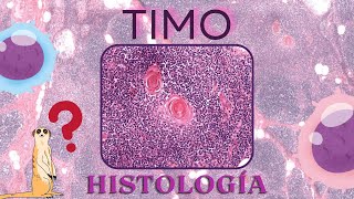 Histología de Timo [upl. by Haorbed]