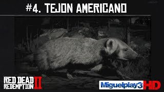 Localización Tejón Americano  4Compendio Animales  Red dead redemption 2 [upl. by Anerac]