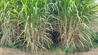 All about sugarcane Variety CP 77400  Sugarcane farming urduhindi [upl. by Nosila]