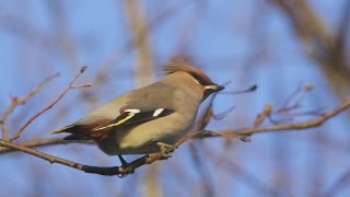 Bombycilla Garrulus  Bohemian Waxwing Sidensvans [upl. by Piwowar667]