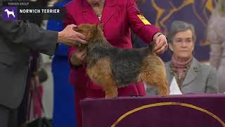 Norwich Terriers  Breed Judging 2020 [upl. by Medora]