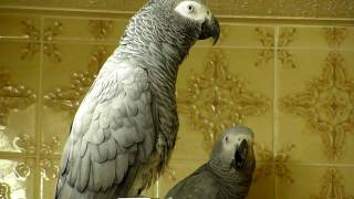 African Grey parrots bedtime noises [upl. by Notyalk]