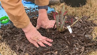 Planting Potted Roses [upl. by Abbey]