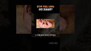 충격적인 캥거루 육아낭 내부 모습 ㄷㄷ [upl. by Strain]