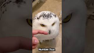 LongEared Owl Facts That Will Blow Your Mind [upl. by Thorwald]