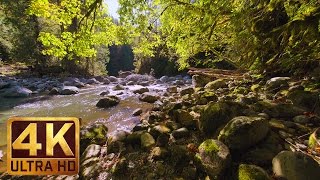 Virtual Forest Walk in 4K  2 HRS Relaxation Video with Nature Sounds  WATER amp FOREST  Part 4 [upl. by Ainolopa227]