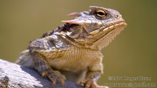 HDObservations  Blainvilles Horned Lizard 4K UHD [upl. by Dnalyram]