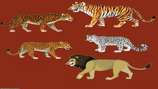 All Panthera Species  Species List [upl. by Calisa]