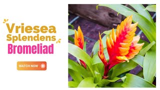 Vriesea Splendens Bromeliad  Flaming Sword Bromeliad  TinyLeaf [upl. by Yasmeen]