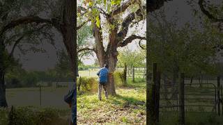 100 years to Grow Seconds to Fall  Post Oak Goes Down at Molina Ranch youtubeshorts viralvideo [upl. by Aleekahs478]