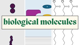 Biological Molecules  AQA A Level Biology [upl. by Leffert]