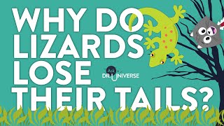 Why Do Lizards Lose Their Tails [upl. by Delaryd]