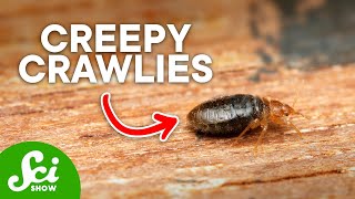 The Truth About Bed Bugs Its Worse Than You Thought [upl. by Latihs972]