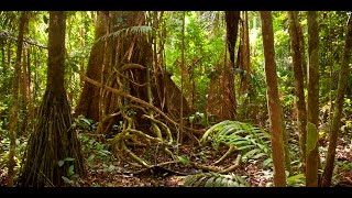 Amazon jungle documentary national geographic [upl. by Erusaert603]