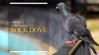 Rock Dove Rock Pigeon [upl. by Vedetta]