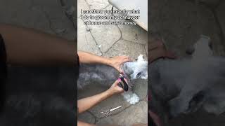 DIY Schnauzer haircut at home Grooming save money schnauzer doggroomingforbeginners dogcare [upl. by Eiralc]