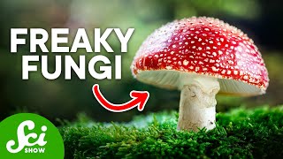 The Craziest Fungi On Earth Today [upl. by Solley350]