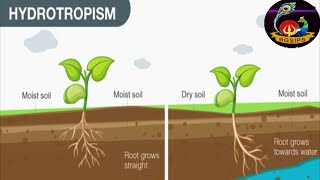 MUST WATCH FULL EXPLANATION ON HYDROTROPISM PRACTICALLY SHOWING ON PLANT [upl. by Nonah399]