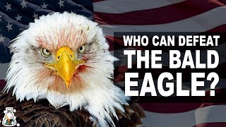 5 Eagles That Could Defeat A Bald Eagle [upl. by Maryjo942]