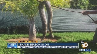 Giant rattlesnake discovered in Alpine backyard [upl. by Hu490]