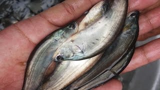 Notopterus chitala Fish Seed Farming [upl. by Ahsirtak217]