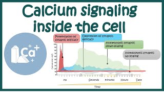 Calcium signalling inside the cell [upl. by Amlez]