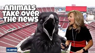 Animals  Pets take over the news  Funny pets and animals on the news most viral clips [upl. by Kat]